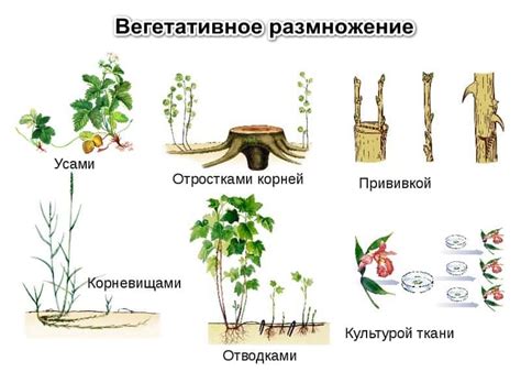 Пути приживаемости и размножения растений в условиях домашней среды