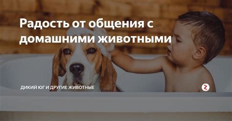 Радость общения с животными