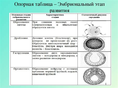 Развитие Виллизиева круга в эмбриональном периоде