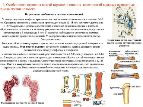 Развитие внутренних структур костей: значимость эпифизов, физарий и пластинок роста