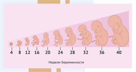 Развитие здорового плода