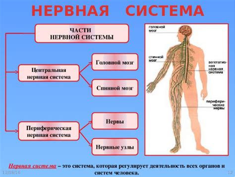 Развитие нормальной функции нервной системы