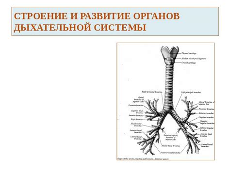 Развитие органов дыхательной системы