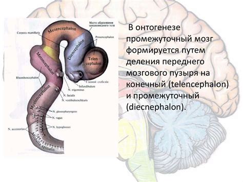 Развитие познания структуры промежуточного узла в течение истории
