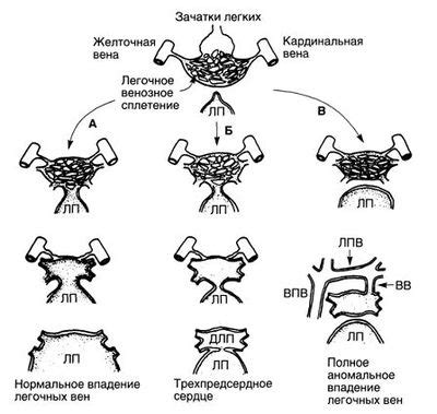 Развитие сердечно-сосудистой системы