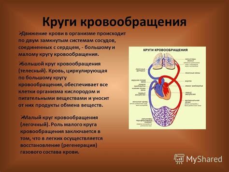 Развитие системы дыхания и кровообращения