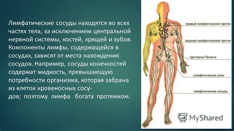 Разговор о кровеносных сосудах и состоянии нервной системы