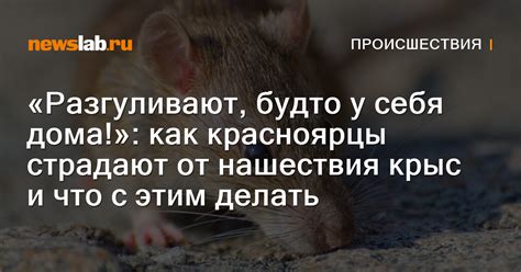 Раздел: Важность интуиции при анализе символики сновидений о мелких грызунах у женщин