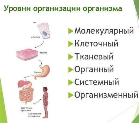 Раздел: Определение основных принципов физической организации организма