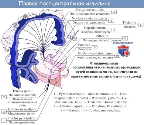 Раздел: Раскрытие патологий височной доли и их воздействие