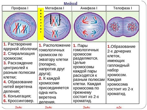 Разделение митохондрий и хромосом