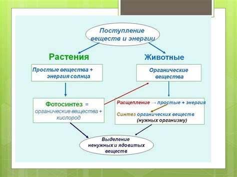 Различия в путях и способах выделения у организмов