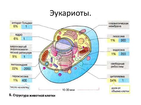 Различия в строении и развитии арахнид и насекомых