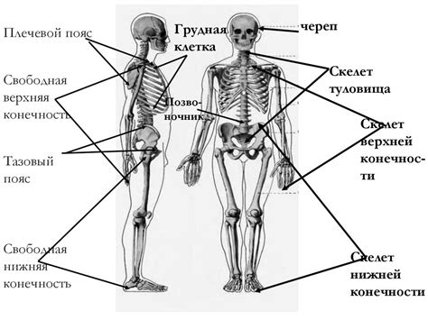 Различия в структуре костной системы