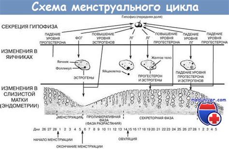 Различия в структуре секреции во время процесса оплодотворения и других фаз цикла