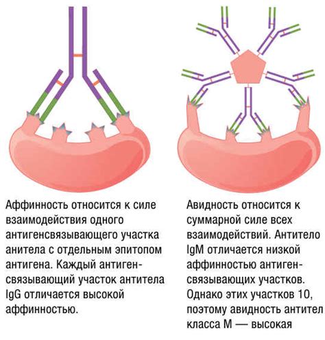 Различия между ВИЧ антителами и антигенами