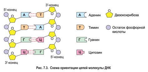 Различные применения для изучения структуры и функции ДНК