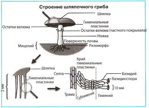 Различные способы получения спор грибов