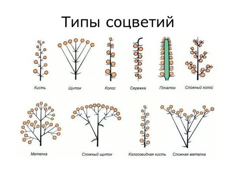 Различные типы соцветий: метельчатый, зонтик, колосок