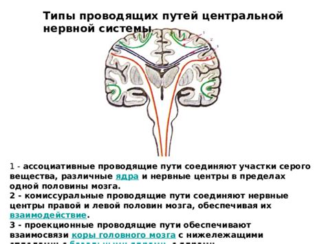 Различные типы улучшений мозга и их особенности