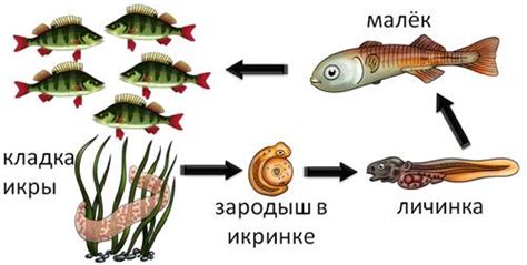 Размножение и воспитание потомства у китовых рыб