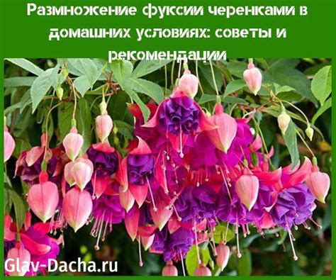 Размножение и продолжение рода: особенности разведения гастроподов в домашних условиях