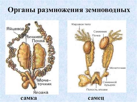 Размножение и различия в репродуктивной функции у самцов и самок карасей