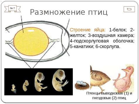 Размножение и распространение