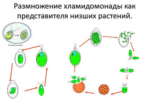 Размножение и распространение редкого представителя флоры