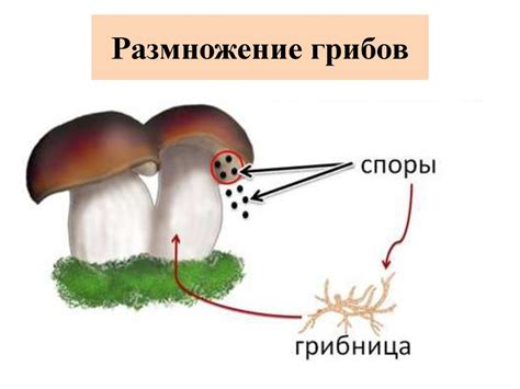 Размножение и спороношение грибов: жизненный цикл и распространение