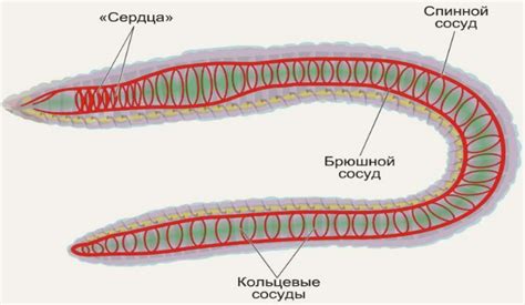 Размножение круглых червей и плоских червей: основные принципы и различия