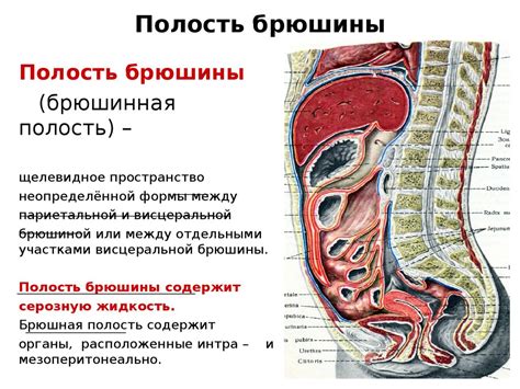 Разница между висцеральной и париетальной брюшиной