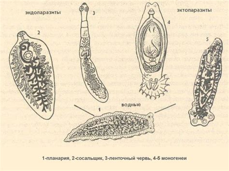 Разновидности паразитов и их признаки при повышенной температуре