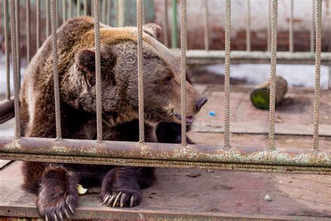 Разнообразие аттракционов и уникальные виды животных в Ярославском зоопарке