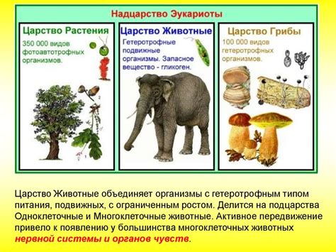 Разнообразие биомов и их воздействие на разнообразие видов