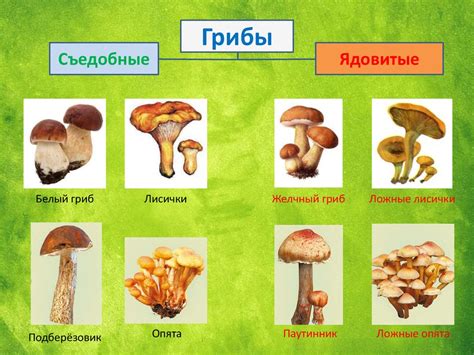 Разнообразие видов грибов, которые придадут новые вкусовые оттенки пицце