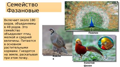 Разнообразие видов и семейство куроподобных птиц
