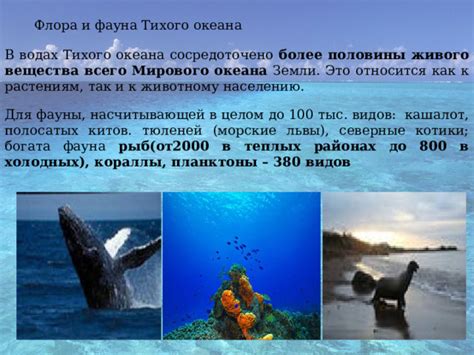 Разнообразие видов китов в холодных водах северного Арктического моря