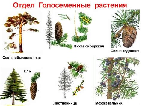 Разнообразие видов морских растений и отличия в распределении основного фотосинтезирующего пигмента
