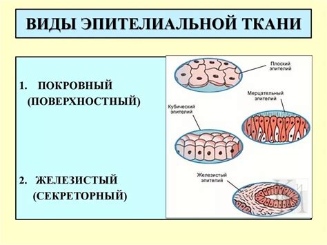 Разнообразие исследований эпителиальной ткани у насекомых и других беспозвоночных