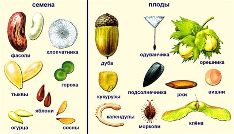 Разнообразие плодов пальмы и их питательная ценность