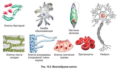 Разнообразие рецепторных клеток и их местоположение