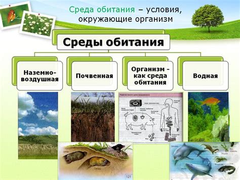 Разнообразие среды обитания мха на Исландии