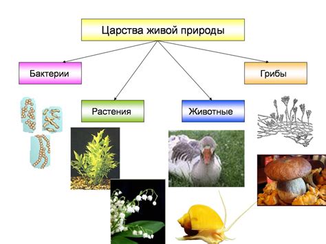 Разнообразие существий в биологическом мире: понятие саркодовых