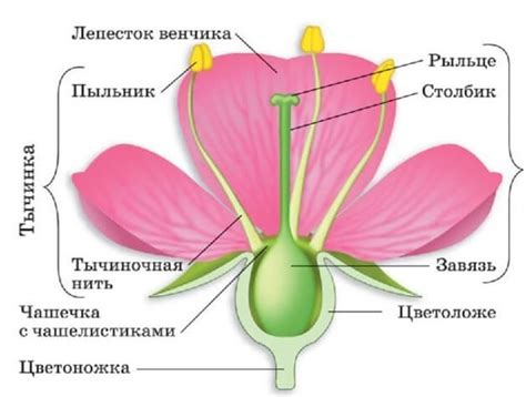 Разнообразие цветов и формы цветков у азиатских и восточных ландышей