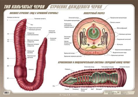 Разнообразные толкования снов, где вам являются изображения червей в области ушей