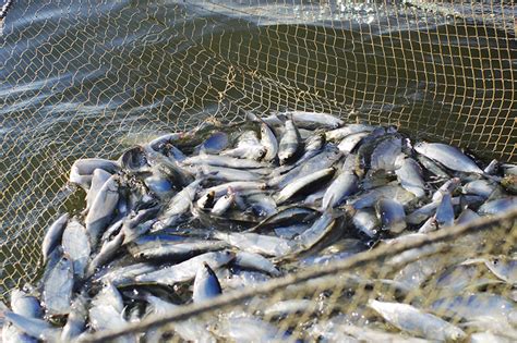 Разрешения и лицензии для ловли рыбы на водоемах Пензы