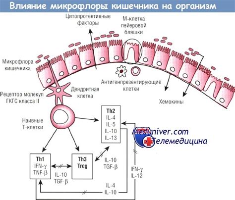 Разрушение микрофлоры кишечника и ослабление иммунной системы