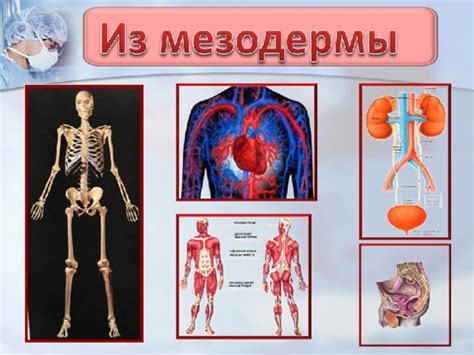 Раннее приспособление и формирование органов младенца