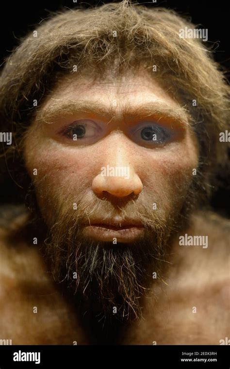 Ранние представители Homo sapiens: Homo heidelbergensis и Homo neanderthalensis